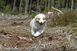 BERGER AUSTRALIEN PUPPIES 033